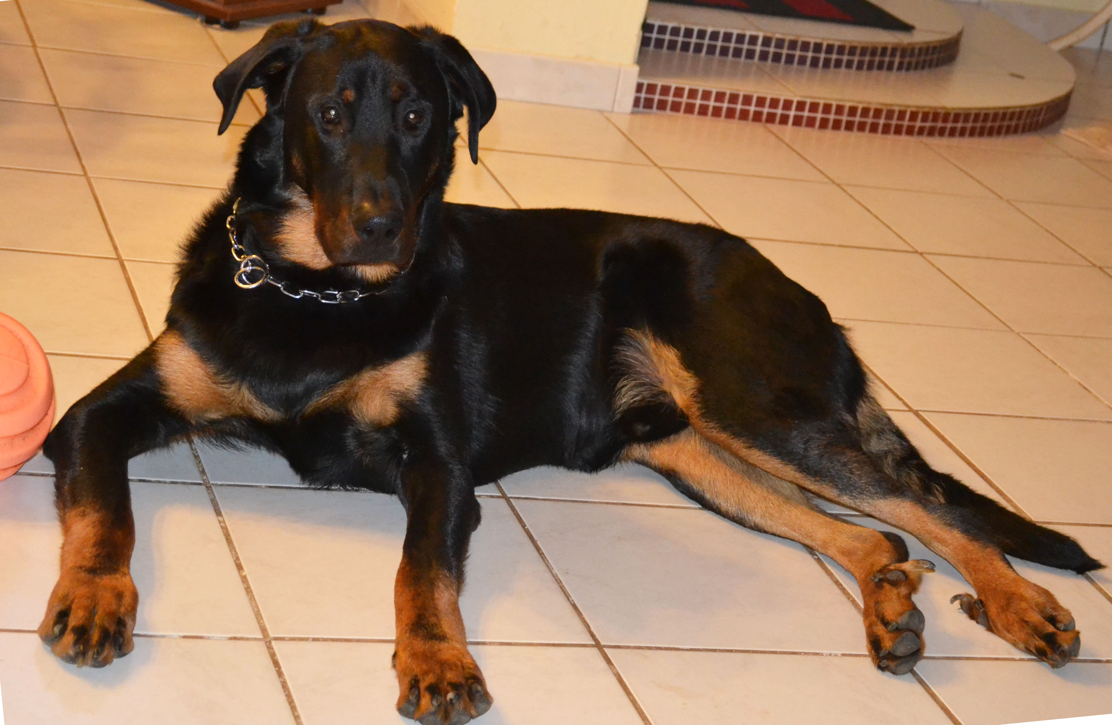 domainedelalicorne.fr Elevage de beauceron chiot beauceron pure race élevage du clos de la licorne elevage des gardiens de la licorne elevage beauceron noir et feu authentique gros gabarits élevage de Beauceron familial sérieux et qualité domainedelalicorne.fr suivi des chiots conseil d’éducation chiot propre bas rouge santé caractère spécialiste du beauceron noir et feu ou arlequin chien rustique berger de France  nos chiots sont élevés avec amour et attention notre passion au service de la qualité Beauceron de qualité et sportif domaine de la licorne 04380 BARRAS élevage en liberté éleveur berger de beauce élevage de beauceron de travail 